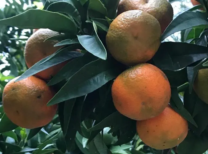 Rocca Di Corno Appartement Finale Ligure