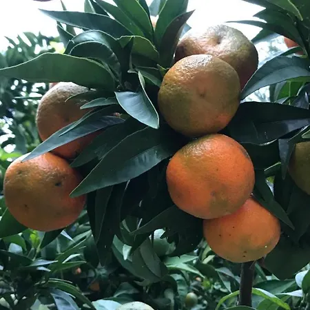 Rocca Di Corno Apartment Finale Ligure